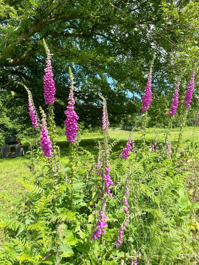 Black Mountains Glamping Abergavenny Exterior foto